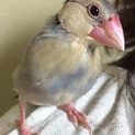 手乗り桜文鳥,可愛がってくれる人