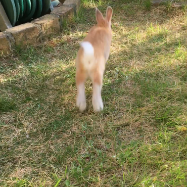 お庭でのびのび