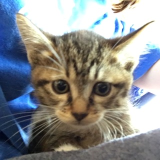 2ヶ月 茶々 子猫