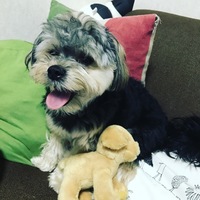 ごま