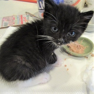 モコモコの可愛い子猫　タロ君