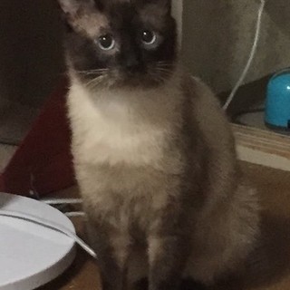 優しくて青い目のコートくん2才