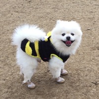 モコ