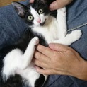 白黒子猫♂2.5ヶ月