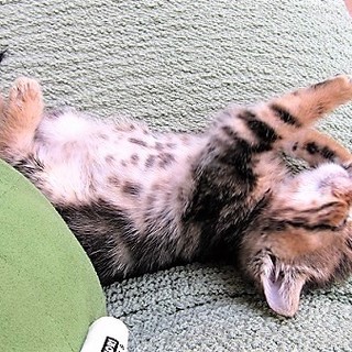 アメショ柄の美人子猫　よねちゃん