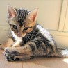 アメショ柄の美人子猫　よねちゃん サムネイル2