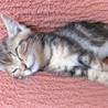 アメショ柄の美人子猫　よねちゃん サムネイル5