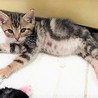 アメショ柄の美人子猫　よねちゃん サムネイル7