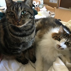 食事