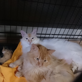 白猫　カカラさん　です