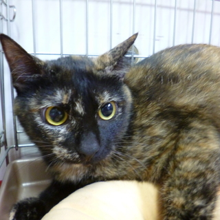 元気いっぱい♪サビ猫♪らん♪