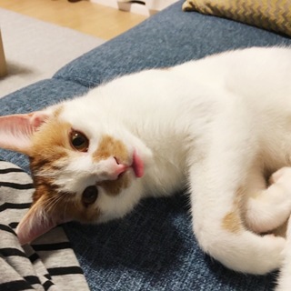 １歳4ヶ月 オス猫の里親募集