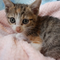 1・5か月三毛猫里親様決定しました
