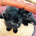 くろねこ２匹