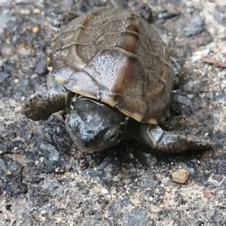 クサガメの子ども (4匹)