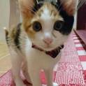 かわいさ真っ盛り三毛のちえちゃん
