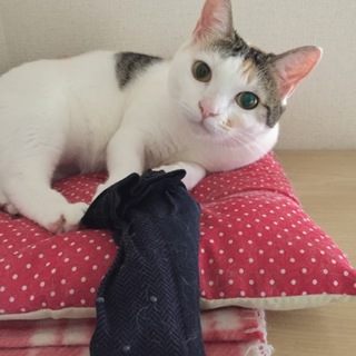 甘えん坊のぽっちゃり三毛ちゃん