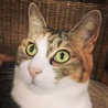 まお