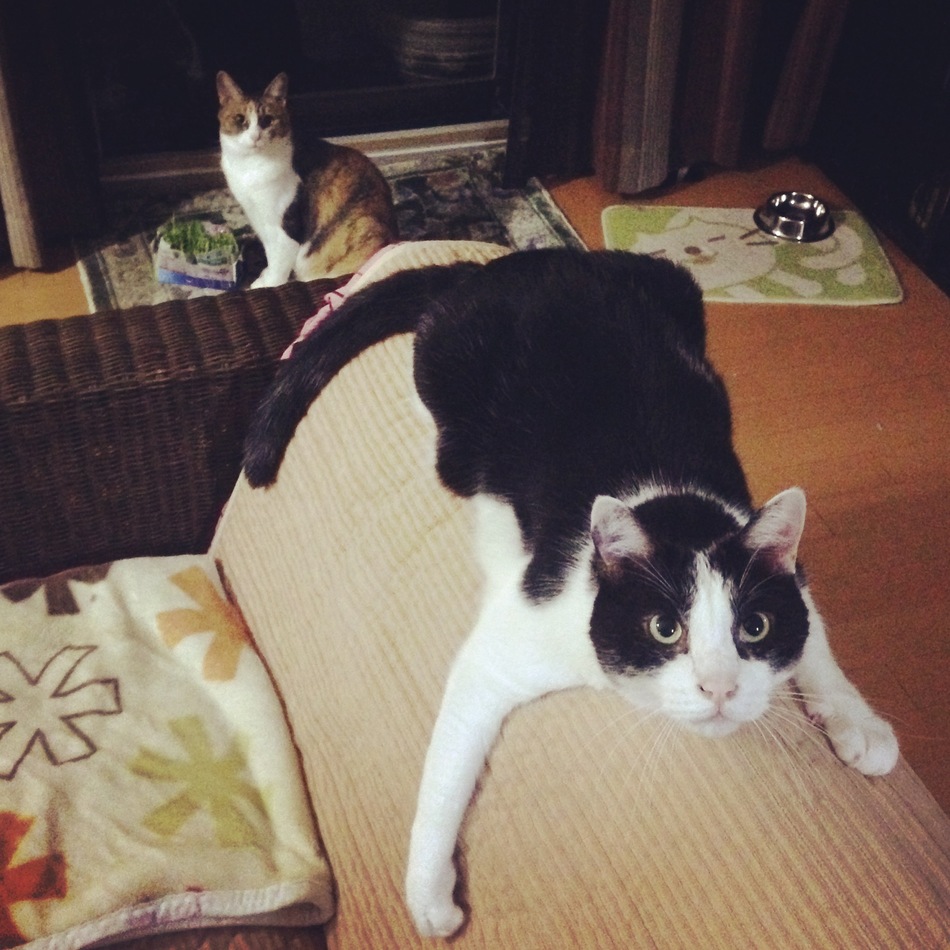 トルクのカバー写真