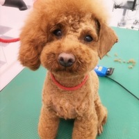 ちゃちゃまる