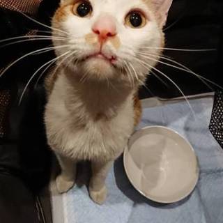 人懐っこい猫ちゃんです