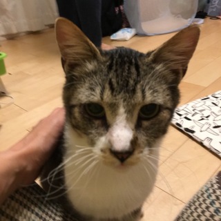 超甘えん坊♡保健所からのレスキュー猫ちゃん/去勢済