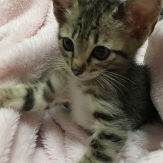 仔猫ちゃん里親募集☆キジシロちゃん復帰☆
