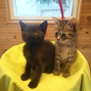 ４匹の可愛い兄弟姉妹、里親さま募集！