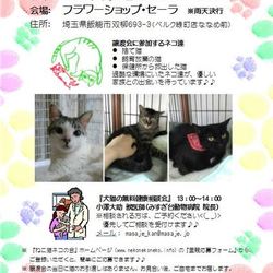ねこ譲渡会@フラワーショップ・セーラ