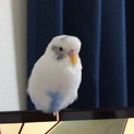 ハルクインのセキセイ一羽