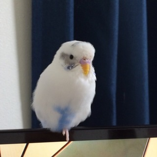ハルクインのセキセイ一羽