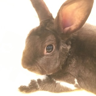 甘えん坊ミニレッキス3才雄 大切にして下さる方募集