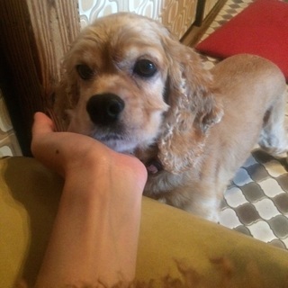 人も犬も好きなアメコカ♀花火ちゃん