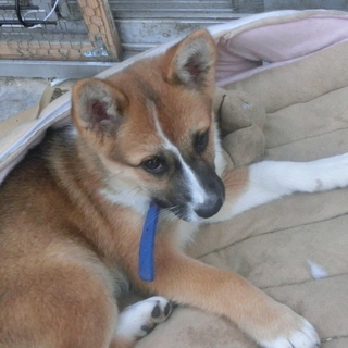 子犬３月　鼻白印　メス