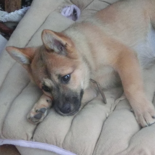 子犬　茶　３月　メス