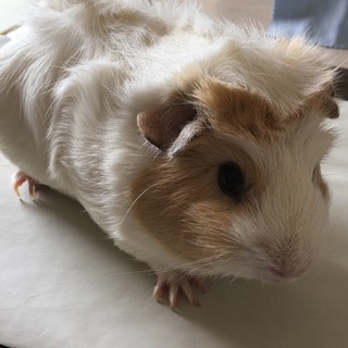 【急募】モルモット里親募集中