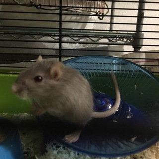 5月生まれ グレー のスナネズミ里親募集！
