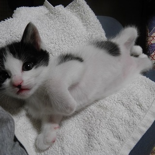 生後２か月の人なれ抜群のいい子です＾＾