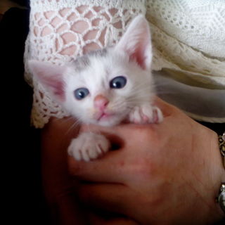 白猫兄弟　家族募集です "ぽんず"