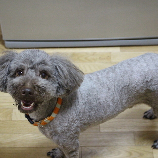 とにかく遊んでほしいポテトです。