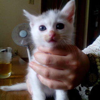 白猫姉妹　家族募集です。 "ゆずぽん"