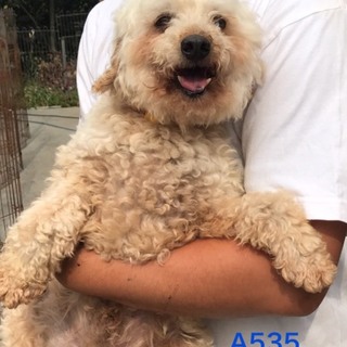 A535リーバーくん里親募集中です！