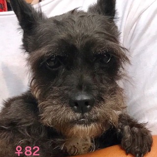 ♀82シュナウザーミックス里親募集中です！