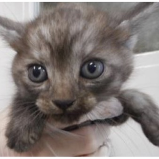 里親様が決まりました。