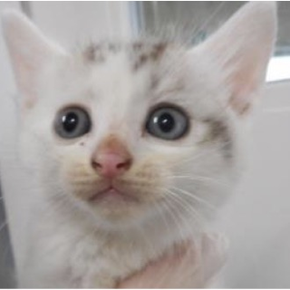 里親様が決まりました。