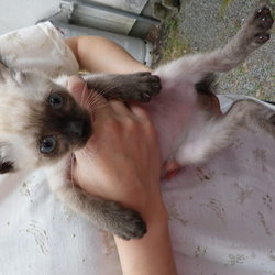 里親さん、募集中　６匹子猫　その４