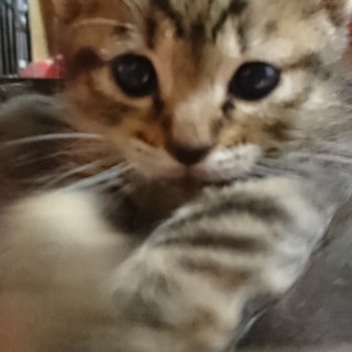 肩のりが好きな女の子