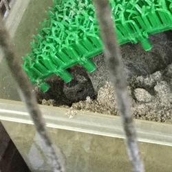 卵、産みました。２