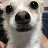 こてつ