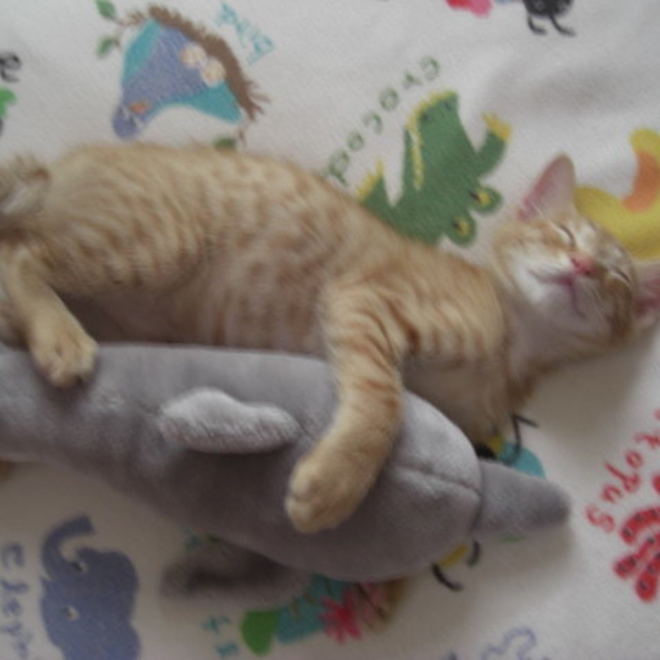 ぽん吉のカバー写真